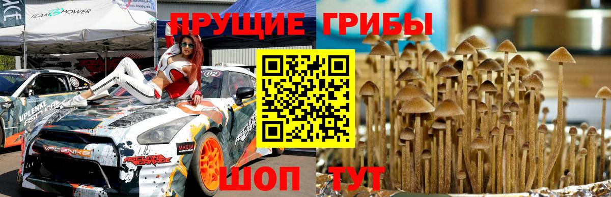 Псилоцибиновые грибы ЛСД  Вход с VPN  Кирово-Чепецк  Псилоцибиновые грибы Psilocybe 